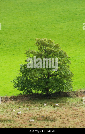 Einzigen Baum neben einem grünen Feld, Ardnamurchan, Schottland. Stockfoto