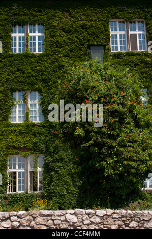 Efeu bewachsenen Mauern des Wawel. Stockfoto