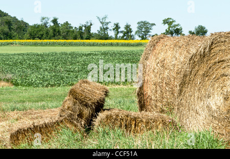 Runden und rechteckigen Heuballen im grünen, sonnigen Feldern im Norden von New Jersey, Hunterdon County. Stockfoto