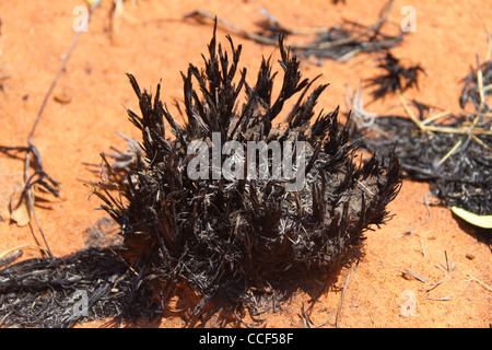 Buschfeuer in der Nähe von Wolfe Krater in Western Australia, verbrannt Spinifex Stockfoto