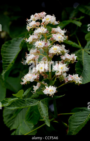 Rosskastanie (Aesculus Hippocastanum). Blütenrispe oder Blütenstand. Stockfoto