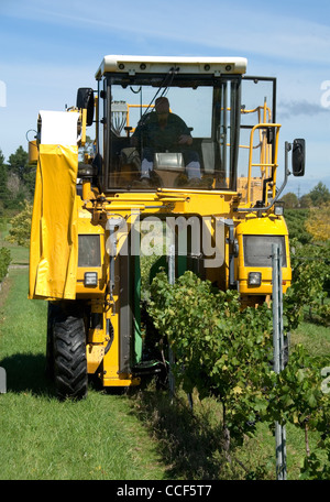 Die Ernte der Trauben im Weinberg Stockfoto