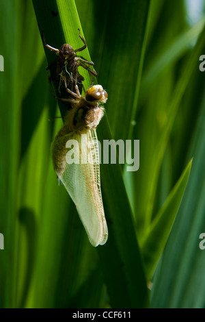 Vier-spotted Chaser Libelle (Libellula Quadrimaculata) aus seiner Nymphe Fall Stockfoto