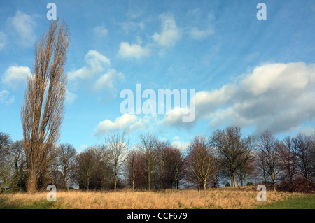 Ein kleines Wäldchen im Lloyd Park in Croydon, Südlondon, steht unter einem lebhaften blauen Himmel und flauschige Wolken. Stockfoto