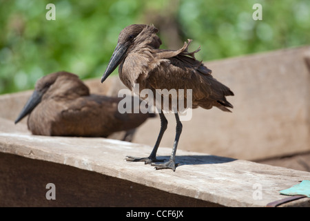 Hamerkop (Scopus Umbretta). Hocken auf einem Fischerboot. Lake Ziway. Äthiopien. Stockfoto