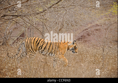 Ein Spaziergang durch die Büsche an einem nebligen Wintermorgen in Ranthambhore Tiger Stockfoto