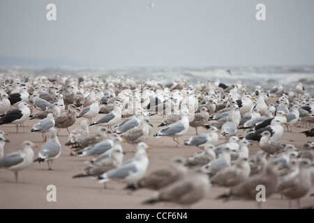 Eine Herde von Möwen am Strand sitzen, während der Herbststurm in der Ostsee. Stockfoto