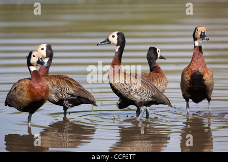 White-faced Pfeifen Enten (Dendrocygna Viduata). Hora Kratersee, Äthiopien. Stockfoto