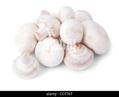 Weiße Champignons isoliert auf weißem Hintergrund Stockfoto