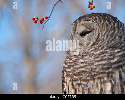 Streifenkauz thront auf einem Toten Ast mit bittersüßer Beeren hängen über dem Kopf. Stockfoto