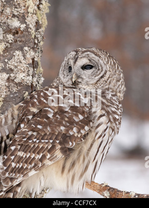 Streifenkauz thront auf einem Toten Ast mit Schnee bedeckten Hintergrund Stockfoto