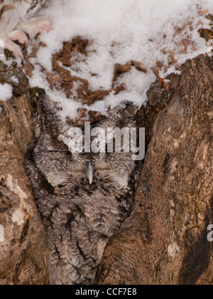 Gray schrittweise östliche Käuzchen in einen hohlen Baum von einem schneebedeckten Baum sitzen. Stockfoto