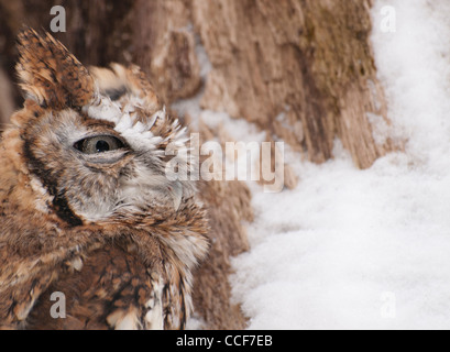 Rot schrittweise östliche Käuzchen in einen hohlen Baum von einem schneebedeckten Baum sitzen. Stockfoto