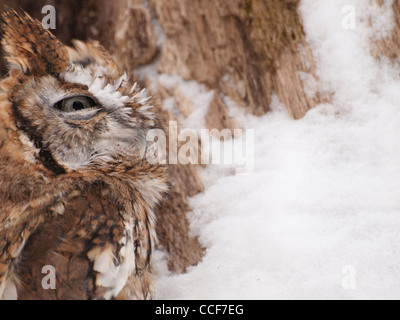 Rot schrittweise östliche Käuzchen in einen hohlen Baum von einem schneebedeckten Baum sitzen. Stockfoto