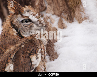 Rot schrittweise östliche Käuzchen in einen hohlen Baum von einem schneebedeckten Baum sitzen. Stockfoto