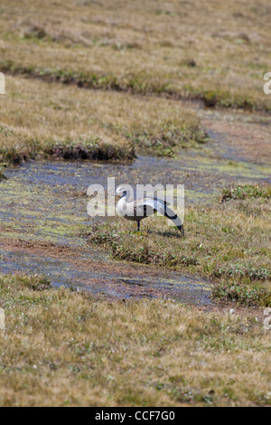 Abessinier Blue-winged Gänse (Cyanochen cyanopterus). Wing stretching enthüllt blauen Bereich. Neben Bale Mountain Pool. Äthiopien. Stockfoto