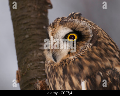 Nahaufnahme einer Begeisterungsrufe Eule. Stockfoto