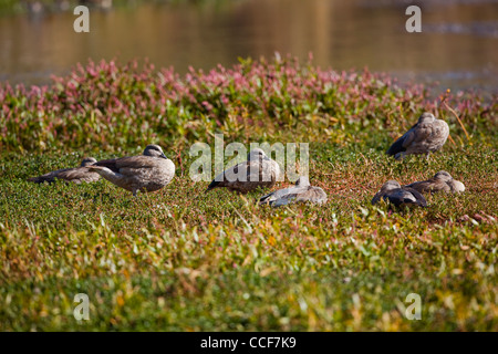 Abessinier blau geflügelte Gänse (Cyanochen Cyanopterus). Gänse "Nichtstun" auf einem Bett aus blühenden cm Polygonum. Ballen-Mt-Äthiopien. Stockfoto