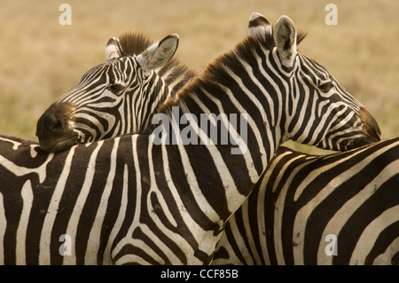 Afrika-Tansania Serengeti Nationalpark-gegenseitige Kopf ruht, Burchell Zebras-in alle Richtungen zu sehen und auch um fliegen swat Stockfoto