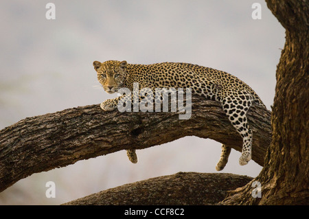 Afrika Kenia Samburu National Reserve-Leopard im Baum (Panthera Pardus Pardus) liegen Stockfoto