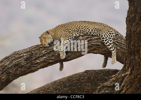 Afrika Kenia Samburu National Reserve-Leopard im Baum (Panthera Pardus Pardus) liegen Stockfoto