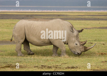 Afrika Kenia Lake Nakuru National Park-White Rhino walking (Ceratotherium Simum) Stockfoto