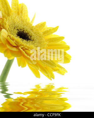 abstrakte gelbe Gerber Daisy mit Tröpfchen und Reflexion über weiß Stockfoto