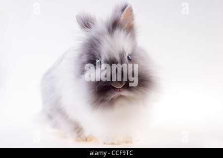 Weiße Angora Kaninchen Stockfoto