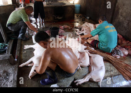 31. Dezember 2010 - Cotabato, Philippinen - Filipino Arbeiter in einer Fleischerei in den südlichen Philippinen Cotabato vorzubereiten und gebratene Schweine, ein beliebtes Gericht für Feiertage und besondere Anlässe. Die Schweine werden gereinigt und Eingeweide entfernt vor dem Braten. (Kredit-Bild: © Jeoffrey Maitem/ZUMApress.com) Stockfoto