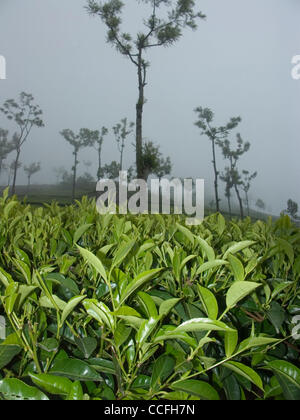 Tee wächst an Berghängen in Teeplantagen in der Nähe von Ooty in Tamil Nadu, Indien Stockfoto