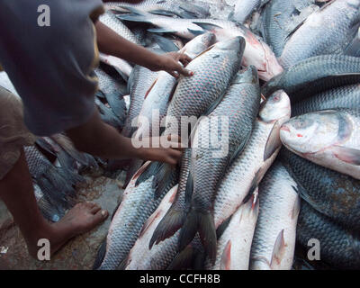 Fisch in einen Fischmarkt im Hafen des Buriganaga Flusses in Dacca, Bangladesch Stockfoto