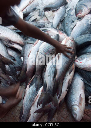 Fisch in einen Fischmarkt im Hafen des Buriganaga Flusses in Dacca, Bangladesch Stockfoto