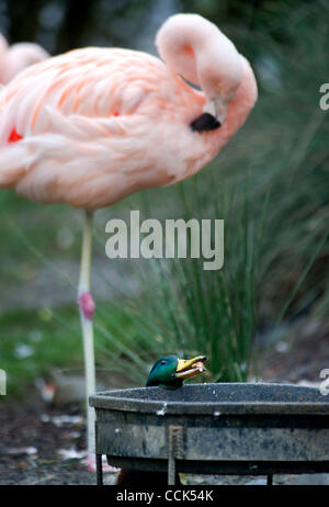 30. November 2010 - Winston, Oregon, USA - stiehlt eine Wildente Lebensmittel aus der erhöhten Flamingo Futterstelle auf dem Wildlife Safari Zoo Park in Winston. (Bild Kredit: Robin Loznak/ZUMAPRESS.com ©) Stockfoto