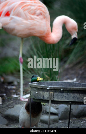 30. November 2010 - Winston, Oregon, USA - sieht eine Wildente um Nahrung aus der erhöhten Flamingo Futterstelle auf dem Wildlife Safari Zoo Park in Winston zu stehlen. (Bild Kredit: Robin Loznak/ZUMAPRESS.com ©) Stockfoto