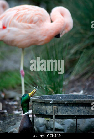 30. November 2010 - Winston, Oregon, USA - stiehlt eine Wildente Lebensmittel aus der erhöhten Flamingo Futterstelle auf dem Wildlife Safari Zoo Park in Winston. (Bild Kredit: Robin Loznak/ZUMAPRESS.com ©) Stockfoto