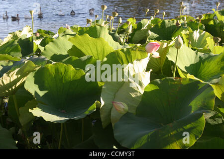 10. Juli 2004; Los Angeles, Kalifornien, USA; Mehr als 150.000 Menschen pro Tag besuchen das jährliche Lotus Festival im Abschnitt Echo Park von Los Angeles. Die Lotusblume ist wichtig, den asiatischen Kulturen als ein Symbol der Wiedergeburt, der Reinheit und des Lebens. Unter anderem Drachenboot-Rennen, zahlreiche ethnische Tänze, Stockfoto