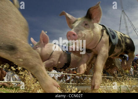 Eine Gruppe von Schweinen Sprung über eine Hürde, die bei den "All-Alaska Racing Pigs" Rennen abgerissen im Alameda County Fair in Pleasanton, Kalifornien, am Freitag, 9. Juli 2004 statt. Die Schweine Rennen vier-in-a-Time in wirkliche Beseitigung Stil racing. Am Ende der einzelnen Rennen drei Wettbewerb Grand Champi Stockfoto