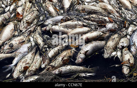 Leben Sie u Tc Tote Fische... FORT PIERCE, 8/23/04...Hundreds von toten Fischen, einschließlich Meeräsche, Snook, Wels und Trommel, zeigen sich an den Ufern der Indian River Lagune südlich von Fort Pierce. Diese Fische wurden entlang der Ostküste der Lagune in der Nähe von Pete Stone Creek. w/Geschichte von Jim Reeder. Foto von Pau Stockfoto