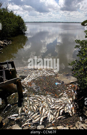 Leben Sie u Tc Tote Fische... FORT PIERCE, 8/23/04...Hundreds von toten Fischen, einschließlich Meeräsche, Snook, Wels und Trommel, zeigen sich an den Ufern der Indian River Lagune südlich von Fort Pierce. Diese Fische wurden entlang der Ostküste der Lagune in der Nähe von Pete Stone Creek. w/Geschichte von Jim Reeder. Foto von Pau Stockfoto