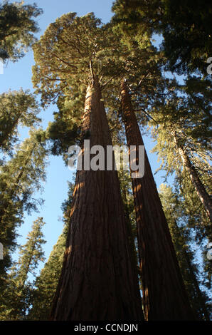 Sep 23, 2004; Kings Canyon, Kalifornien, USA; "In Gottes Wildheit liegt die Hoffnung der Welt - der süße, frische, unblighted, unerlöste Wildnis." Zitat von John Muir, 1838-1914, Gründer von The Sierra Club. Sequoia Bäume gehören zu den ältesten Lebewesen auf dem Planetenerde. Stockfoto