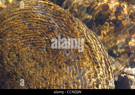 Sep 23, 2004; Kings Canyon, Kalifornien, USA; Suchen Sie in der South Fork des Königs River, Kings Canyon National Park. Stockfoto