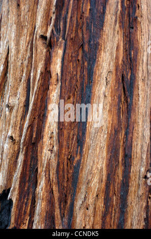 Sep 23, 2004; Kings Canyon, Kalifornien, USA; California Redwood Rinde Detail, Kings Canyon National Park. "In Gottes Wildheit liegt die Hoffnung der Welt - der süße, frische, unblighted, unerlöste Wildnis." Zitat von John Muir, 1838-1914, Gründer von The Sierra Club. Stockfoto