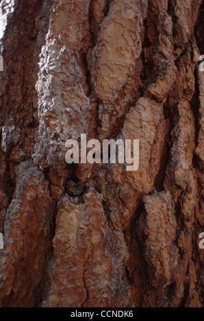 Sep 23, 2004; Kings Canyon, Kalifornien, USA; Ponderosa Pine Bark Detail, Kings Canyon National Park. "In Gottes Wildheit liegt die Hoffnung der Welt - der süße, frische, unblighted, unerlöste Wildnis." Zitat von John Muir, 1838-1914, Gründer von The Sierra Club. Stockfoto