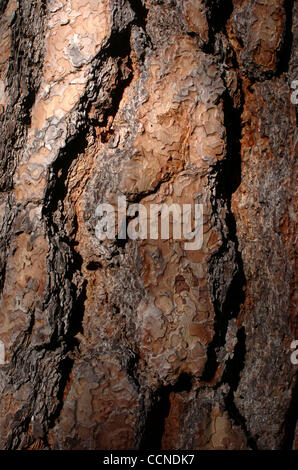 Sep 23, 2004; Kings Canyon, Kalifornien, USA; Ponderosa Pine Bark Detail, Kings Canyon National Park. "In Gottes Wildheit liegt die Hoffnung der Welt - der süße, frische, unblighted, unerlöste Wildnis." Zitat von John Muir, 1838-1914, Gründer von The Sierra Club. Stockfoto