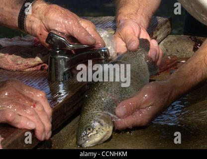 Barry Sterud (Vater Neil Sterud (Cq), beide Kalifornien Strped Bass Vereinsmitglieder, reinigen Sie einen Fisch während der 2004 Kids kostenlos angeln Derby im Contra Loma Regional Park in Antioch, Kalifornien auf Samstag, 16. Oktober 2004 und cq)(right). Die Veranstaltung wurde gesponsert von Kalifornien Striped Bass Asso- Stockfoto