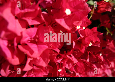 5. November 2004; Los Angeles, Kalifornien, USA; Lebendige rosa farbigen Bougainvillea-Blüten. Stockfoto