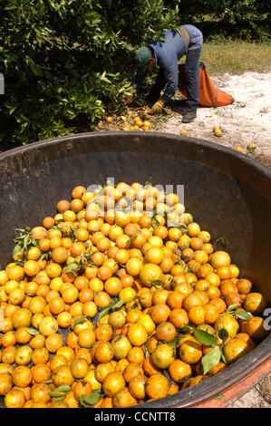 6. Juni 2004 - Lake Wales, Florida, holt USA - ein Arbeiter Orangen, während ein Container wartet in einem Wäldchen in Lake Wales, Florida, 6. Juni 2004 ausgefüllt werden.                                 (Kredit-Bild: © Phelan Ebanhack/ZUMA Press) Stockfoto