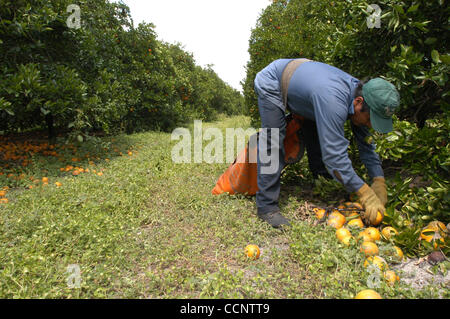 6. Juni 2004 - Lake Wales, Florida, USA - ein Arbeitnehmer nimmt Orangen in einem Wäldchen in Lake Wales, Florida, 6. Juni 2004.                                 (Kredit-Bild: © Phelan Ebanhack/ZUMA Press) Stockfoto