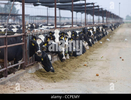 17. Oktober 2010 - Hemet, Kalifornien, USA - Kühe füttern am Zeitvertreib Seen Dairy Farm "Hersteller von real California Milk" Teil von Kalifornien Molkereien Inc. in Hemet. Die Zahl der Molkereien in Kalifornien ist von mehr als 500 in den letzten zehn Jahren, mit vielen beweglichen an andere Staaten verleitet sie mit p abgestürzt. Stockfoto