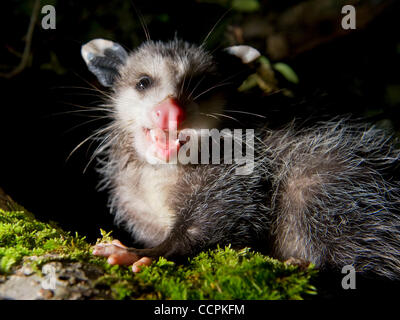 10. Oktober 2010 - Kellogg, Oregon, USA - In der Dunkelheit der Nacht, sitzt eine junge Wilde Opossum auf dem Zweig auf einem Apfelbaum in einem Obstgarten im ländlichen Douglas County in der Nähe von Kellogg.  Wächst auf etwa so groß wie eine große Hauskatze sind der Virginia-Opossums von Nordamerika allgemein als Opossums bezeichnet.  Beutelratten, whi Stockfoto